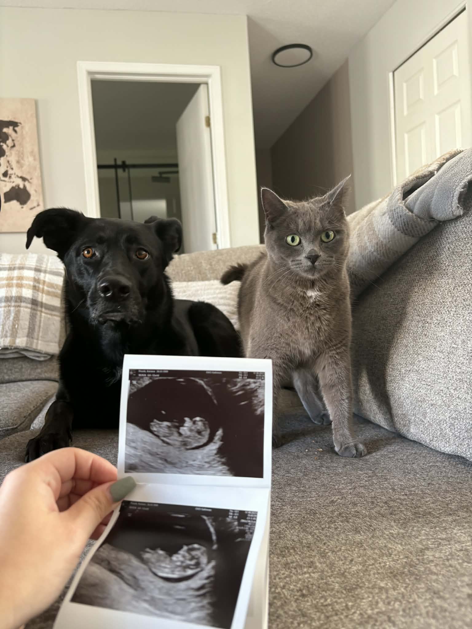 Chiens, chat et échographie de bébé